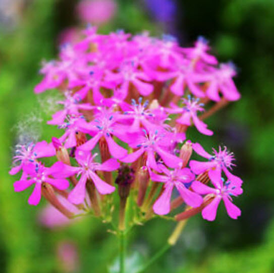แคทฟลาย - คาร์มาย พิ้งค์ (Pink Carmine Catchfly) / 500 เม็ด (UK)