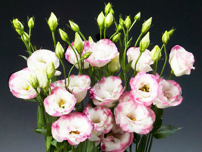 ไลซิแอนธัส (Lisianthus) สีขาวขอบชมพู / 100 เม็ด