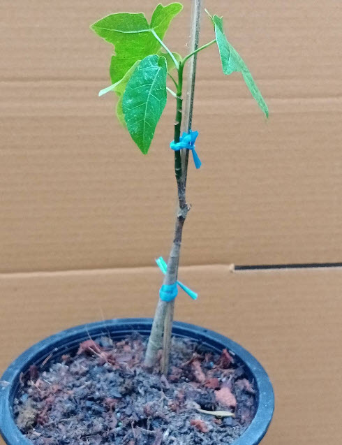 ต้นเพลิงภาณุ (Illawarra Flame Tree) กระถาง 8 นิ้ว สูง 30-45 ซ.ม. หายาก