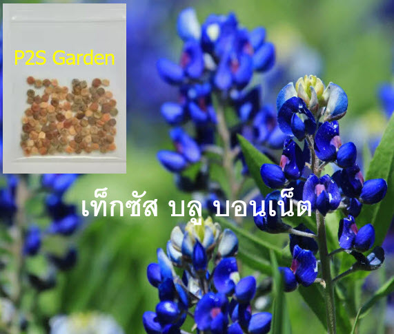 บลูบอนเน็ต / เท็กซัส บลูบอนเน็ต (Blue Bonnet) / 100 เม็ด (USA)