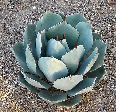 อะกาเว่ (Agave Parryi) / 10 เม็ด (UK)