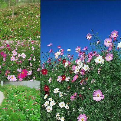 ดอกไม้ป่า (wildflowers) คละ / 100 เม็ด (นอก)