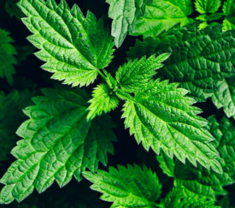 สตริงกิง เนทเติล (Stinging Nettle / Urtica dioica) / 1,300 เม็ด (UK) *