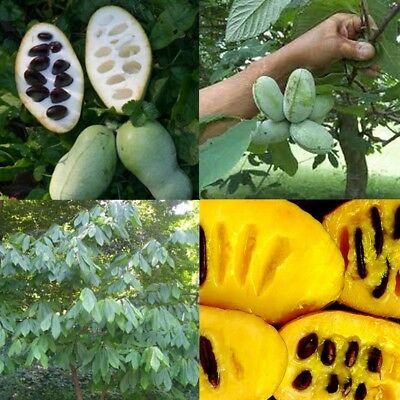 พอว์พอว์ (Paw Paw Fruit) / 2 เม็ด (China)