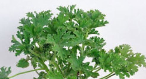 มอสซี บัสเตอร์ (Mozzie Buster) ต้นไม้ไล่ยุง / 100 เม็ด