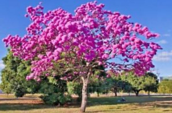ศรีตรัง (Jacaranda mimosifolia) สีชมพู / 5 เม็ด (Brazil)