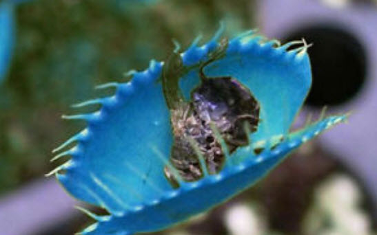 กาบหอยแครงยักษ์ (Giant Blue Flytrap) สีฟ้า / 100 เม็ด (นอก)