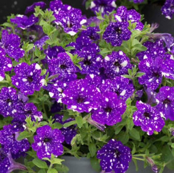 พิทูเนีย บลู สกาย (Blue Sky Petunia) สีน้ำเงิน-ม่วงด่าง / 200 เม็ด (หายาก)