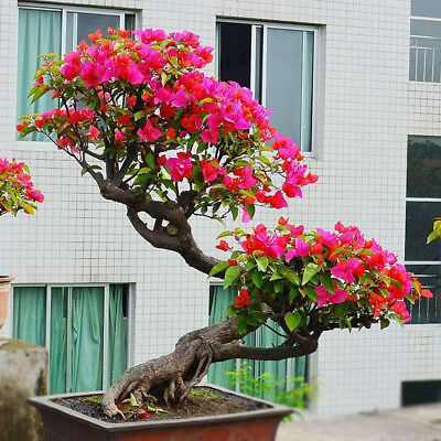 เฟื่องฟ้า (Bougenvillea) คละ / 200 เม็ด (China)