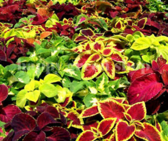 ฤาษีผสม (Coleus Hybridus) คละสี / 700 เม็ด (UK)