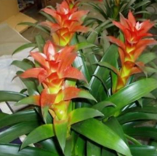 ดอกสับปะรด (Pineapple flowers) คละ / 10 เม็ด