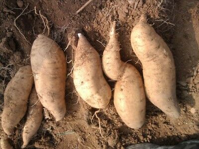 มันเหลือง หรือมันเทศหวานเหลือง (Yellow Sweet Potato) / 50 เม็ด (นอก)