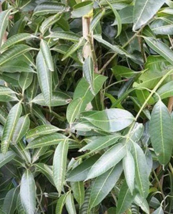 ต้นมะปราง (Marian plum) สูง 30-50 ซ.ม. / ต้น