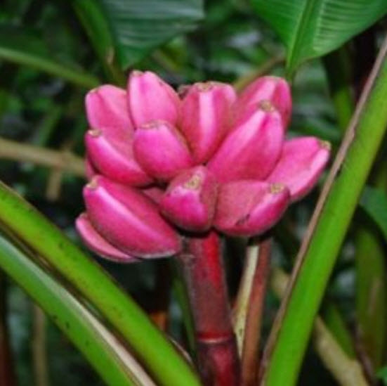 กล้วยรุ่งอรุณ / กล้วยดอกบัวอัสสัม (Musa Velutina) / 5 เม็ด (Italy)