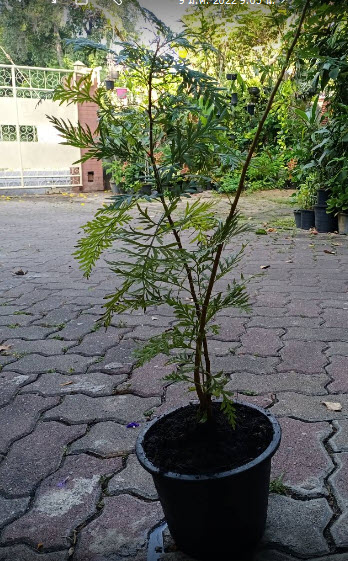 ต้นซิลเวอร์ โอ๊ค ออสเตรเลีย (Australian silver oak) กระถาง 8 นิ้ว สูง 20-40 ซ.ม.