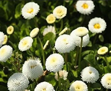อิงลิช เดซี่ (Daisy English - Pomponette) สีขาว / 500 เม็ด (UK)
