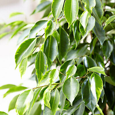 ไทรใบแหลม (Ficus Benjamina) / 20 เม็ด (นอก)
