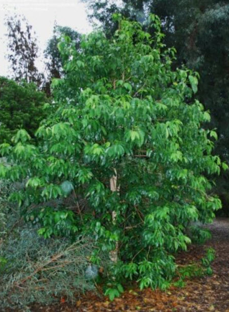 เจ้าหญิงสีชมพู (Pink Euodia) / 10 เม็ด (Australia)