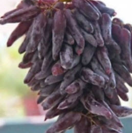 องุ่นนิ้ว / องุ่นนิ้วมือนาง (Finger grape) / 25 เม็ด*