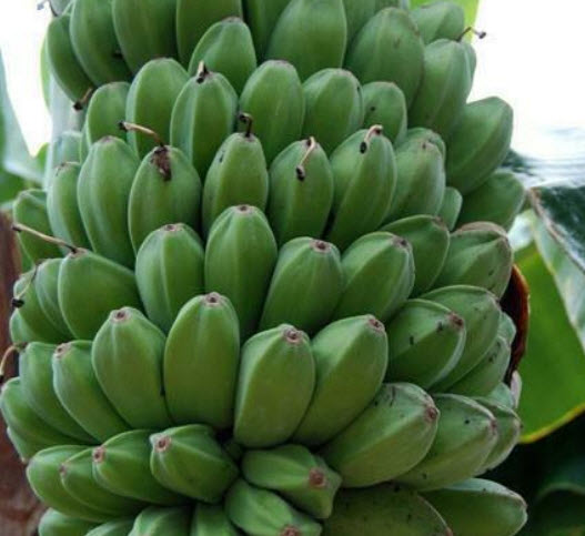 กล้วยหิมาลัย (Himalayan banana - Red Tiger) / เม็ด (USA)