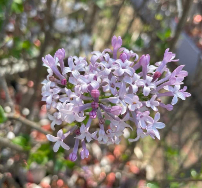 ต้นไลแลค ดอกสีม่วง กระถาง 10 นิ้ว สูง 90-120 ซ.ม. (China)