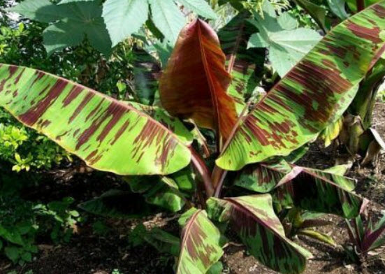 กล้วยหิมาลัย (Himalayan banana - Red Tiger) / เม็ด (USA)