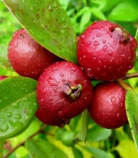 ฝรั่งสตรอเบอรี่แดง หรือฝรั่งเชอรี่ / 5 เม็ด (France)