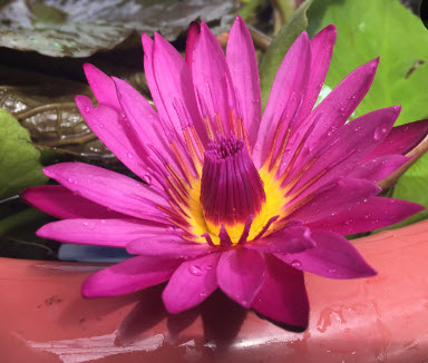 บัวผันไทยลูกผสม หรือบัวสี (water Lily) สีชมพู / ซอง