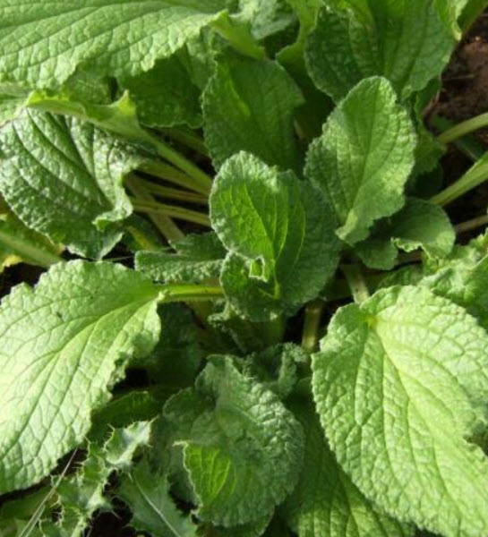 โบราจ (Borage) สีขาว / 50 เม็ด (Portugal)