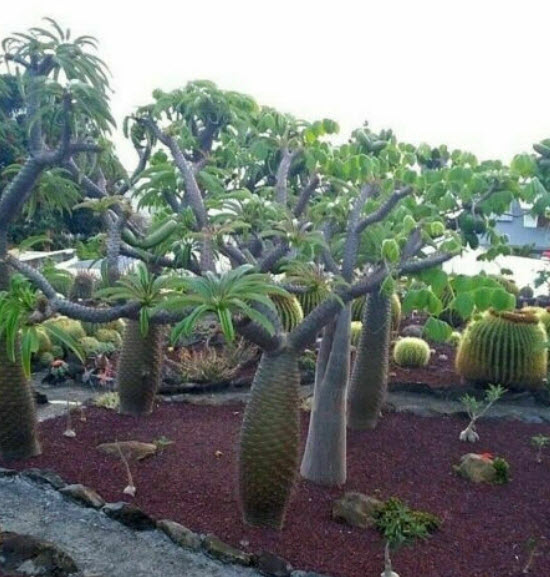 ปาล์มมาดากัสการ์ (Madagascar Palm) / 5 เม็ด (Portugal)