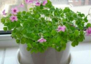 โคลเวอร์ (Clover) สีม่วง / 100 เม็ด