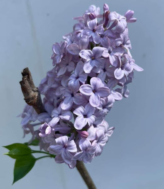 ต้นไลแลค ดอกสีม่วง กระถาง 10 นิ้ว สูง 90-120 ซ.ม. (China)