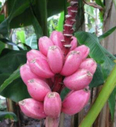 กล้วยรุ่งอรุณ หรือกล้วยดอกบัวอัสสัม (Musa Velutina) / 5 เม็ด (Spain)*