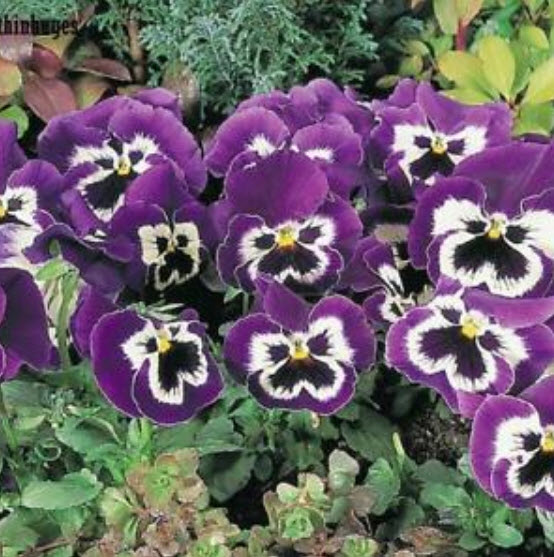 แพนซี (Pansy) สีม่วง / 100 เม็ด