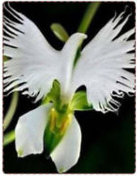 กล้วยไม้นกกระยางขาว (White Egrets Orchid) / 100 เม็ด