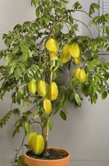 มะเฟือง (Carambola) ต้นเตี้ย / 25 เม็ด (นอก)