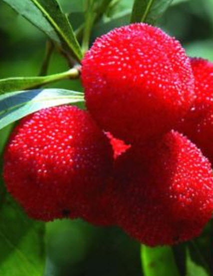 สตรอว์เบอร์รีต้น (Strawberry tree) / 20 เม็ด (Spain)