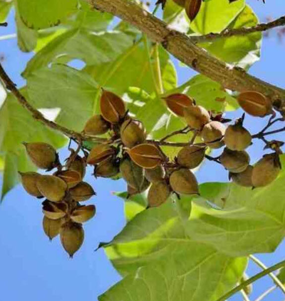 (ขายส่ง) เพาโลเนีย (Paulownia) หรือเจ้าหญิง (Royal Empress) / 2,500 เม็ด (USA)