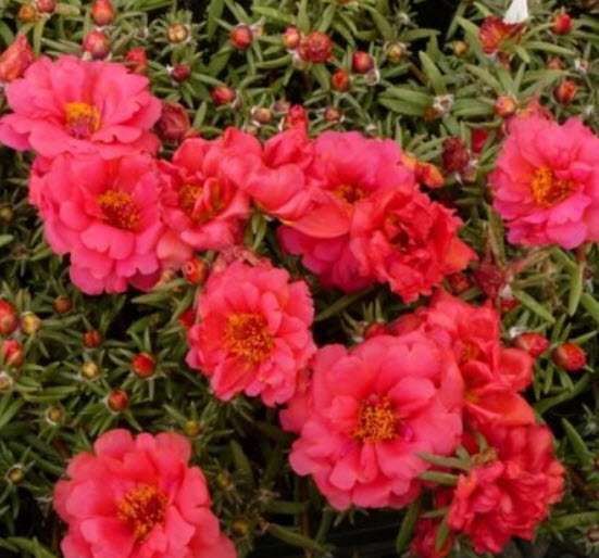 แพรเซี่ยงไฮ้ (Moss-rose Makrova) แดง / 1,500 เม็ด (Ukraine)
