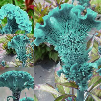 หงอนไก่ สีฟ้า (Blue Cockscomb) / 50 เม็ด (นอก)