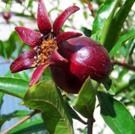ทับทิมดำ (Black Pomegranate) / 10 เม็ด (Malaysia)