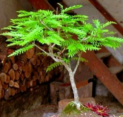 แบล็ค โลคัส บอนไซ (Black Locust bonsai) / 5 เม็ด