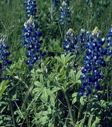 เท็กซัส บลูบอนเน็ต (Texas Bluebonnet) / 50 เม็ด (USA)