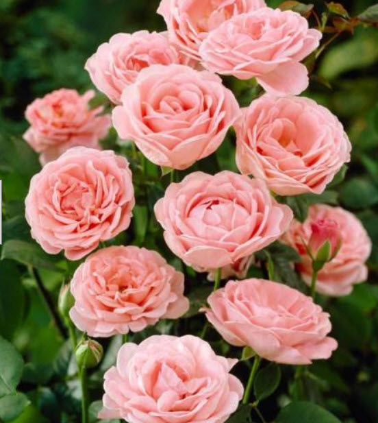 กุหลาบพวง สีชมพูแซลมอน พันธุ์เดียเรสท์ แบบล้างราก / ราก (UK)