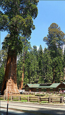 สนยักษ์ซีคัวญ่า (Giant Sequoia) / 20 เม็ด (China)