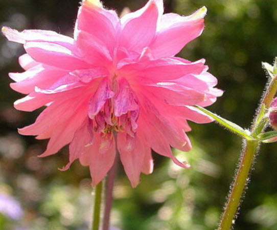 โคลัมบายน์ (Columbine Barlow) คละ / 300 เม็ด (UK)