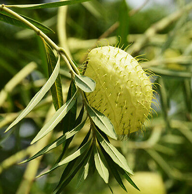 หงส์เหิร / สวอนแพลนท์ หรือ บอลลูน ฟรุต (Balloon fruit) / ซอง 25 เม็ด (Portugal)