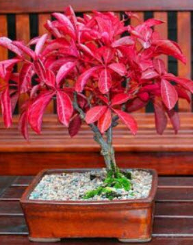 เวอร์จิเนีย ครีพเปอร์ (Virginia Creeper) / 25 เม็ด (UK)