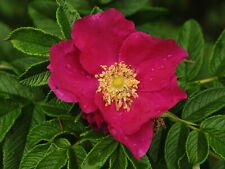 กุหลาบญี่ปุ่น (Rosa Rugosa) / 10 เม็ด (UK)