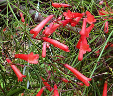 คูเฟียแดง (Red Cuphea) / 10 เม็ด (USA)
